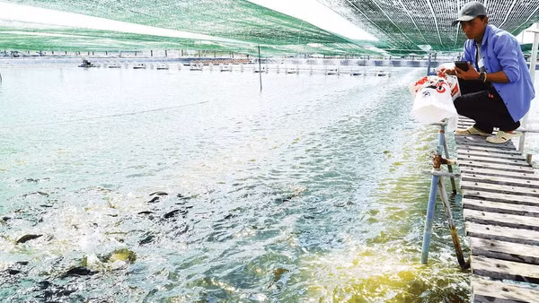 Bên trong farm nuôi cá rô phi của Công ty cổ phần Thủy sản sạch Việt Nam.