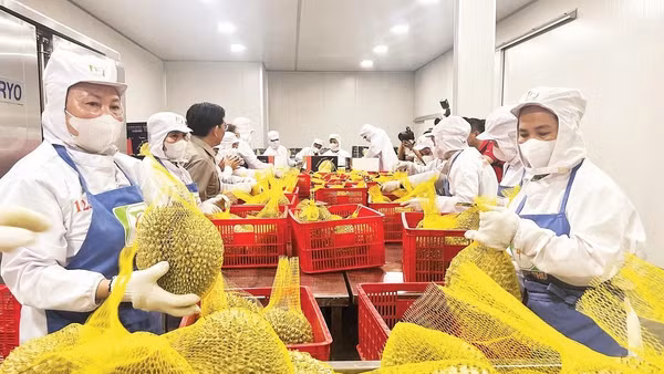 Doanh nghiệp tại tỉnh Vĩnh Long sơ chế, đóng gói quả sầu riêng phục vụ xuất khẩu.