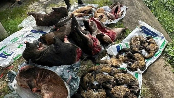 Số thịt lớn nghi là động vật hoang dã vừa bị Cảnh sát giao thông Công an thành phố Đà Nẵng phát hiện, bắt giữ. (Ảnh: Công an cung cấp)