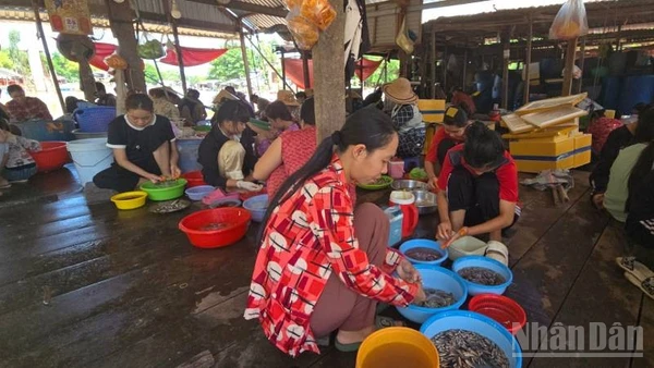 Làm cá linh non ở xã Nhơn Hội