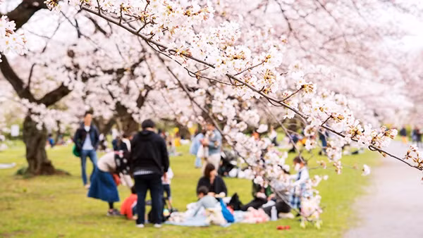 Mùa hoa anh đào tại Nhật Bản đến sớm