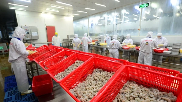 Nghiên cứu chọn tạo giống góp phần quan trọng vào tăng trưởng xuất khẩu thủy sản. 