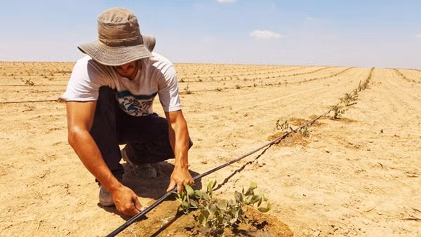 Hệ thống tưới nhỏ giọt giúp khôi phục nhiều ha đất bị sa mạc hóa. Ảnh: API.NEWS