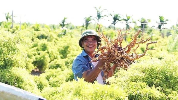 Vùng trồng cây đinh lăng của Công ty cổ phần Traphaco tại các xã Nghĩa Lâm, Nghĩa Hải, Rạng Đông, Nghĩa Sơn (tỉnh Ninh Bình).