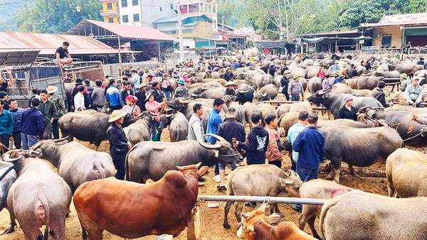 Mỗi phiên chợ giao dịch hàng nghìn con trâu, bò với giá trị trên dưới 50 tỷ đồng. 