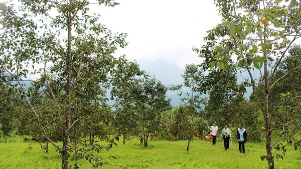 Một trong những vườn hồng trên đỉnh Khưa Dầy. Ảnh: TÙNG VÂN