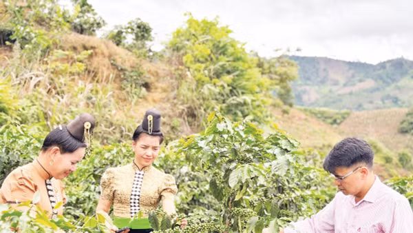 Nhờ nguồn vốn tín dụng chính sách, phụ nữ xã Quài Tở (tỉnh Điện Biên) có điều kiện đầu tư mở rộng diện tích cây cà-phê.