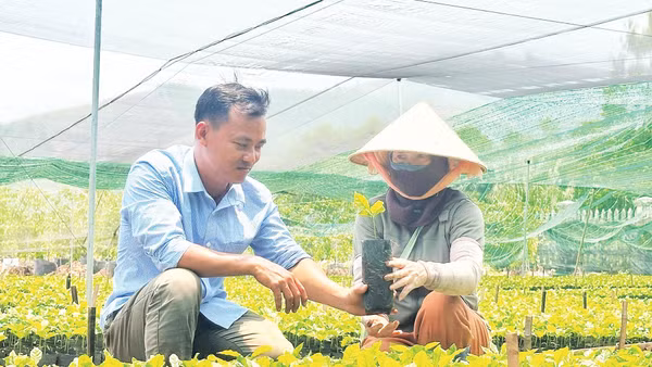 Cán bộ hướng dẫn người dân trồng cây theo quy trình kỹ thuật mới.
