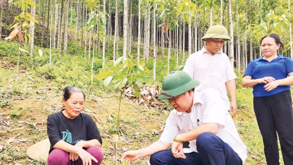 Lãnh đạo Liên minh HTX tỉnh Cao Bằng kiểm tra mô hình trồng cây quế ở xã Canh Tân, tỉnh Cao Bằng.