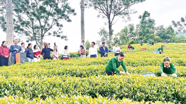 Mô hình sản xuất chè hữu cơ xã Phú Xuyên, tỉnh Thái Nguyên.