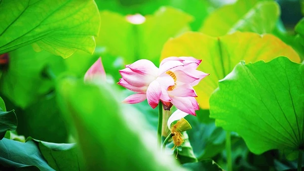 Tịnh Đế liên, bao giờ lại có duyên