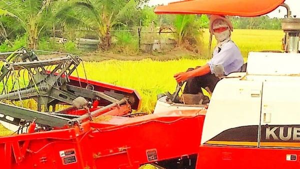 Cơ giới hóa đã thay thế sức lao động cho nông dân trồng lúa ở Tây Ninh.