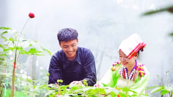 Chăm sóc sâm tại vườn dược liệu của Công ty sâm Pusilung Center (xã Bum Nưa, tỉnh Lai Châu).