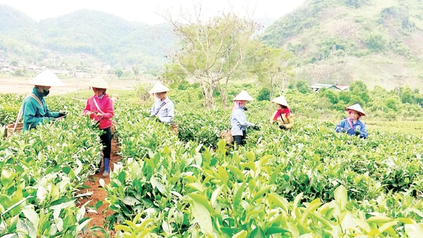 Phong trào “nông dân thi đua lao động sản xuất” góp phần quan trọng trong thành tựu phát triển kinh tế nông-lâm nghiệp và chuyển đổi cơ cấu cây trồng tại tỉnh Điện Biên.
