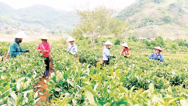 Phong trào “nông dân thi đua lao động sản xuất” góp phần quan trọng trong thành tựu phát triển kinh tế nông-lâm nghiệp và chuyển đổi cơ cấu cây trồng tại tỉnh Điện Biên.