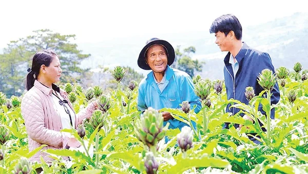 Nhiều gia đình tại Lâm Đồng canh tác cây dược liệu atisô mang lại hiệu quả kinh tế cao.