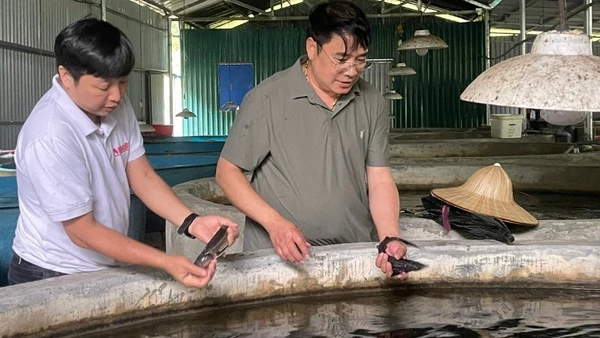 Người nuôi cá nước lạnh đang thua ngay trên sân nhà vì vấn đề thương hiệu.