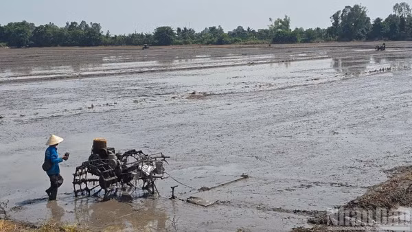 Nông dân phường Long Xuyên chuẩn bị xuống giống cho mùa vụ mới