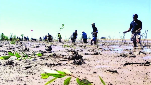 Trồng rừng ngập mặn bãi bồi ven biển Vĩnh Châu phòng, chống sạt lở đê biển.