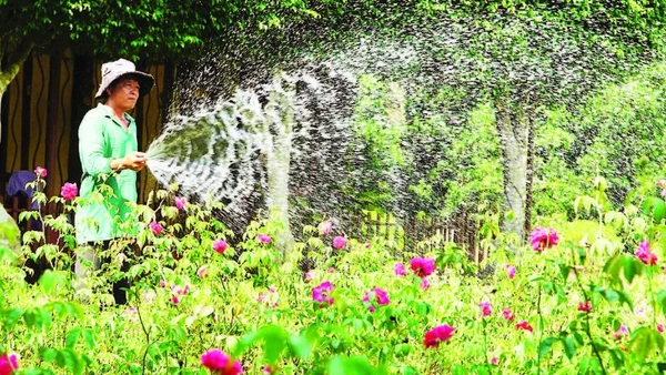 Nông dân tỉnh Đồng Tháp chăm sóc hoa kiểng.