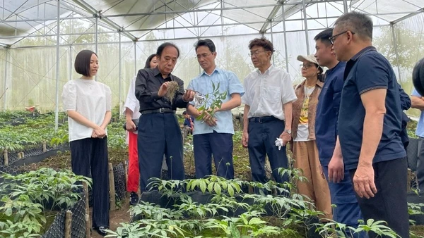 Mô hình liên kết với Nhật Bản phát triển cây sâm Lai Châu thành sản phẩm hàng hóa chất lượng cao.