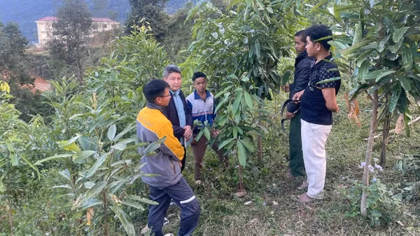 Người Mảng ở bản Nậm Ô xã Pa Tân phát triển cây quế
