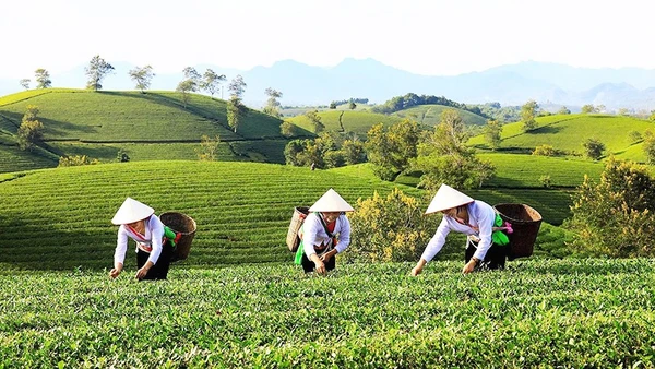 Thu hoạch chè ở Long Cốc. Ảnh: ÚT MƯỜI