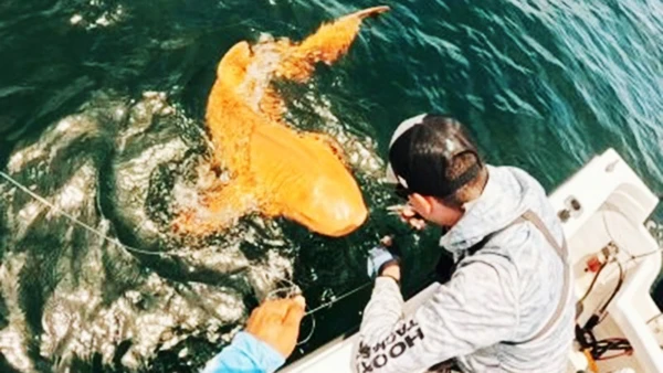 Lần đầu ghi nhận cá mập màu cam