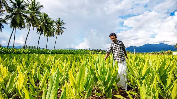 Một vùng trồng nghệ ở Ấn Độ. Ảnh: ALAMY