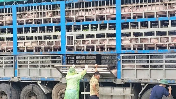 Cơ quan chức năng đã tiêu hủy ngay trong đêm 190 con lợn bị dịch tả châu Phi.