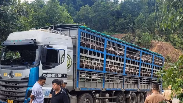 Ngày 11/7, lực lượng chức năng Công an tỉnh Phú Thọ vừa bắt và tiêu hủy 1,4 tấn lợn mắc dịch tả châu Phi qua địa bàn phường Kỳ Sơn.