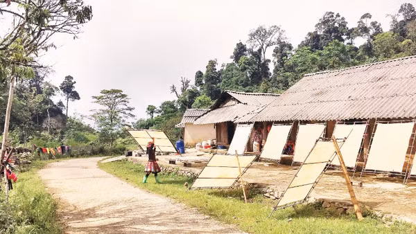 Người H'Mông ở Pà Cò miệt mài giữ nghề làm giấy giang. (Ảnh: LÊ BÍCH)