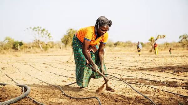 Nông dân lắp đặt đường ống tưới tiêu. Ảnh: GETTY IMAGES