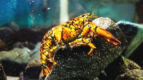 Tôm hùm tam thể quý hiếm