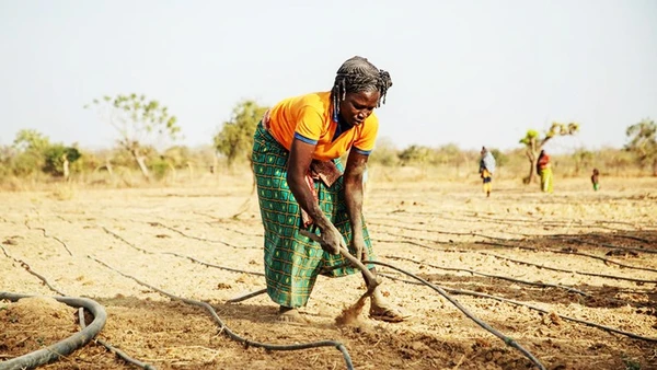 Nông dân lắp đặt đường ống tưới tiêu. Ảnh: GETTY IMAGES