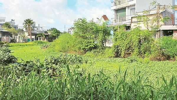 Cỏ dại, lau sậy mọc um tùm ở các con rạch.