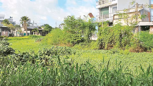 Cỏ dại, lau sậy mọc um tùm ở các con rạch.