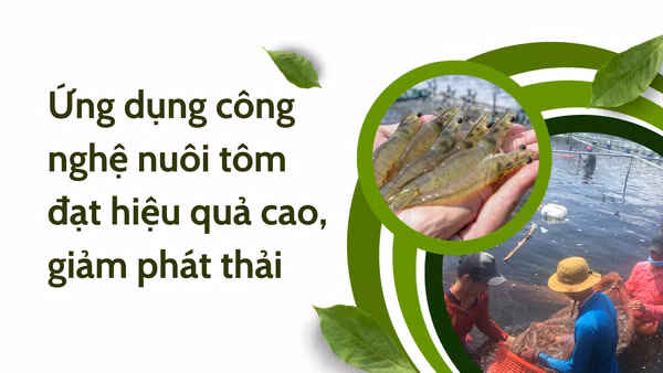 Ứng dụng công nghệ nuôi tôm đạt hiệu quả cao, giảm phát thải
