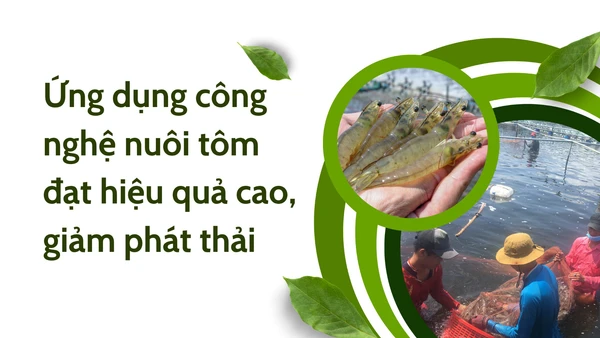 Ứng dụng công nghệ nuôi tôm đạt hiệu quả cao, giảm phát thải