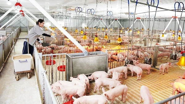 Công ty CP Phát triển nông nghiệp Hòa Phát (HPA) đã nộp hồ sơ IPO vào tháng 9/2025.