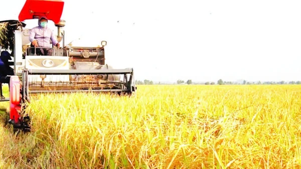 Đề án 1 triệu ha lúa chất lượng cao, phát thải thấp gắn với tăng trưởng xanh vùng Đồng bằng sông Cửu Long đã giúp nhà nông tăng lợi nhuận từ 1,5-5 triệu đồng/ha.