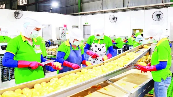 Chế biến xoài xuất khẩu ở một doanh nghiệp tại Đồng Nai.