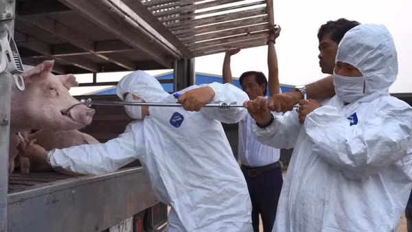 Lực lượng thú y lấy mẫu kiểm tra và xác định 100 con lợn bị nhiễm dịch tả lợn châu Phi.
