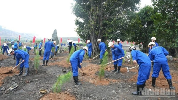 Cán bộ, công nhân, đoàn viên thanh niên TKV trồng 90 cây Giáng hương, loại cây thân gỗ quý, tạo cảnh quan, bóng mát lâu dài và trồng hơn 2.000 cây thông Caribe, loài cây có sức sống bền bỉ, phù hợp với thổ nhưỡng vùng mỏ.
