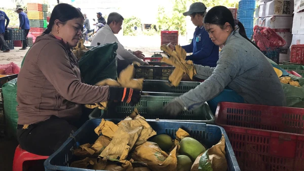 Xoài keo Khánh Bình được xuất khẩu.