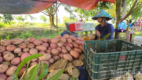 Nhà vườn xã Mỹ Hòa Hưng thu hoạch xoài ba màu