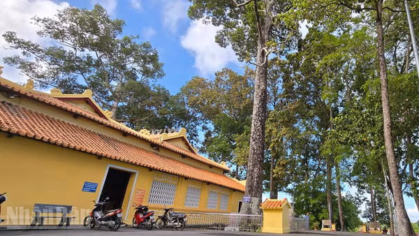 Cây dầu rái hơn 200 tuổi ở cạnh đình Thoại Sơn.