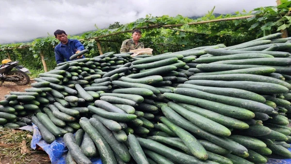Mô hình phát triển bí xanh ở xã Nậm Manh giúp người dân có thu nhập ổn định.