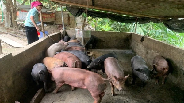 Mô hình nuôi lợn bản địa tập trung đem lại hiệu quả kinh tế cho bà con nhân dân xã Lê Lợi.