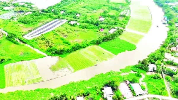 Màu xanh của các loại cây rau, trong đó có lục bình bên dòng sông Cái Lớn, đoạn qua TP Cần Thơ.